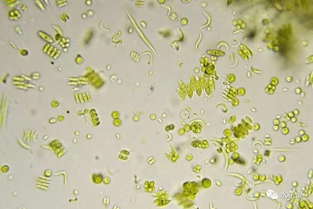 水生浮游生物对鱼类和水环境的作用与影响|浮游生物_新浪新闻