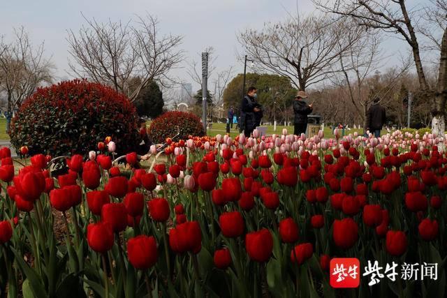 花情预报｜春花无限好，这份“玄武湖赏花时间表”请收好