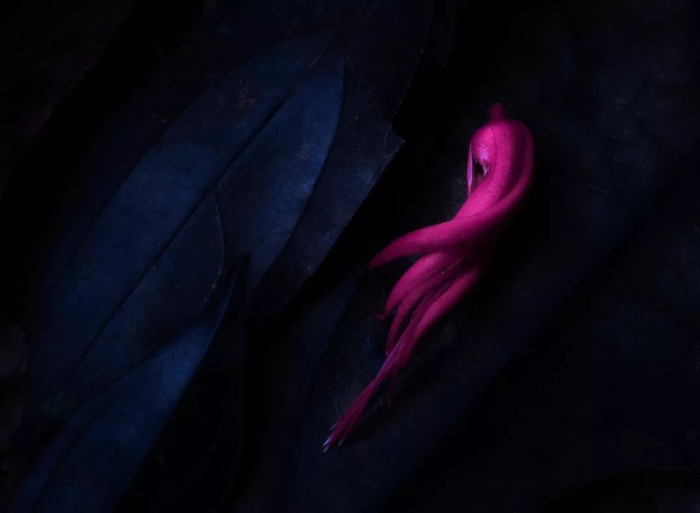 亚军，《库萨阿·缪斯》，摄影：Bart Siebelink&nbsp;