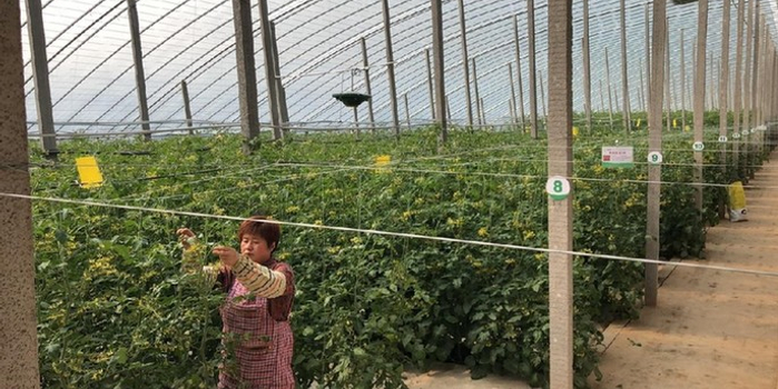 乡村振兴恒丰模式结硕果 金融活水助力灾后重