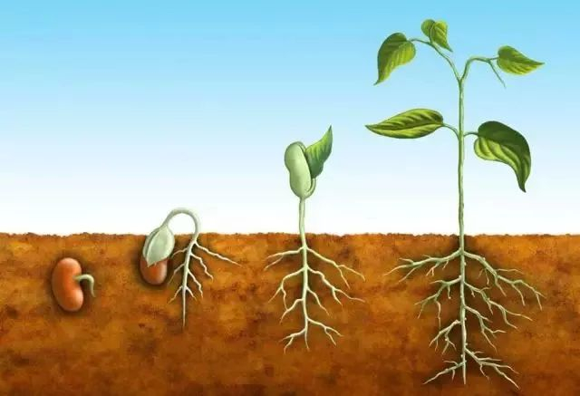 宇宙|基因组|人类_新浪新闻