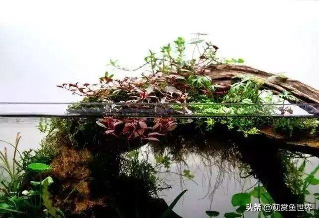用沉木真的可以软化观赏鱼缸水质吗?沉木常见问题