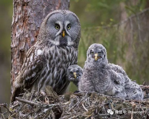 乌林鸮,猛禽中的第一大“圆脸”|猎物|白色|幼鸟|繁殖期|食物_新浪新闻