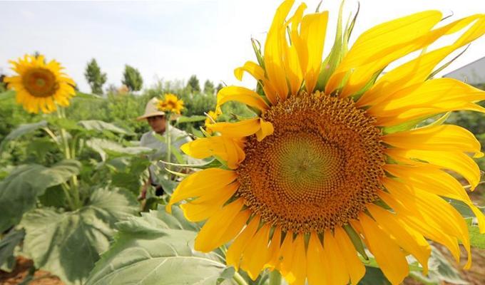 第5位集团军首长晋升要职