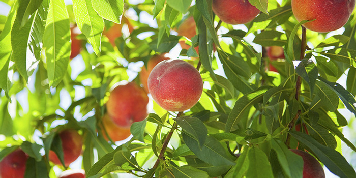 浦东的桃花快谢了,秋天的桃子怎么卖?