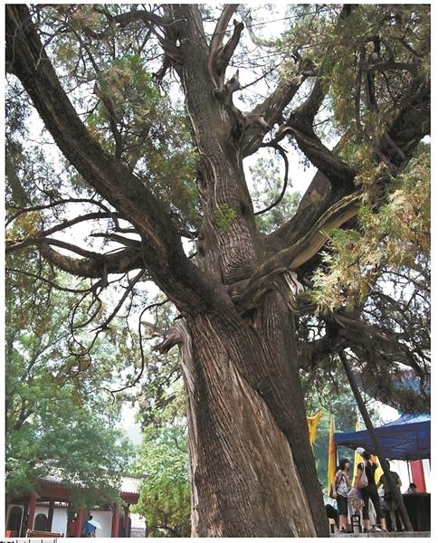 黄帝手植柏真实树龄图片