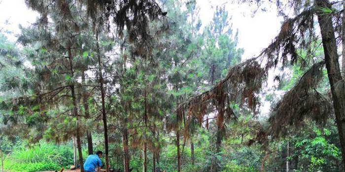 月薪过万白领辞职返乡养鸡, 亏近50万想回城找