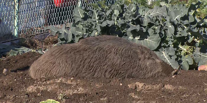 野猪出现在埼玉县住宅区内（富士电视台）