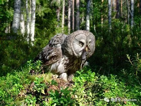 乌林鸮,猛禽中的第一大“圆脸”