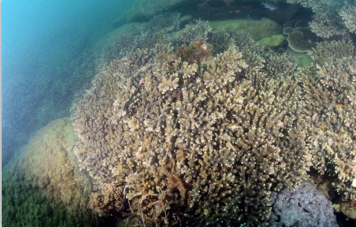 　△霜鹿角珊瑚主导的造礁石珊瑚群落