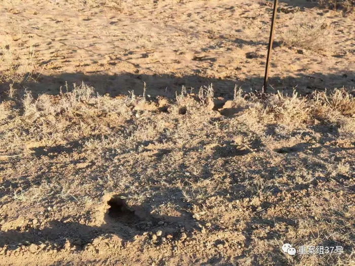 ▲沙地里随处可见的老鼠洞。新京报记者 康佳 摄