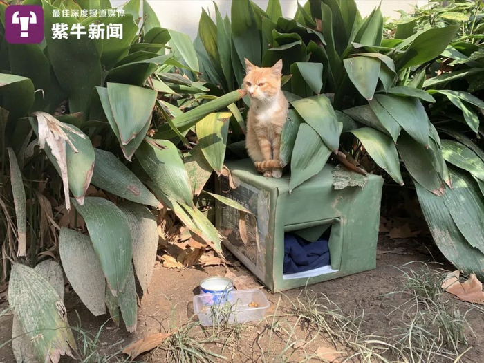 【紫牛头条】被北大猫协刷屏了,其实南京高校的流浪猫图鉴也超有爱