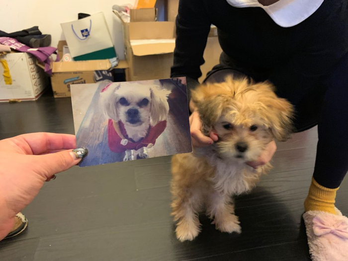 张小姐爱犬妮妮的照片，与克隆犬nini（《中国经济周刊》记者 王雨菲&nbsp;| 摄）