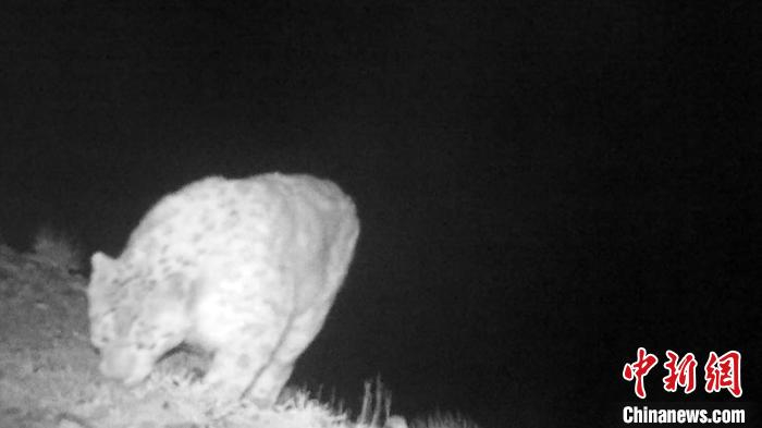 阿尔金山国家级自然保护区高原生态研究室提供