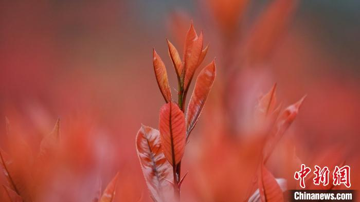 红叶石楠嫩叶绛红。　钟旭娟 摄