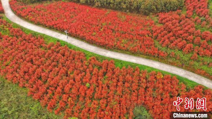 红叶石楠如红色海洋。　李骁 摄