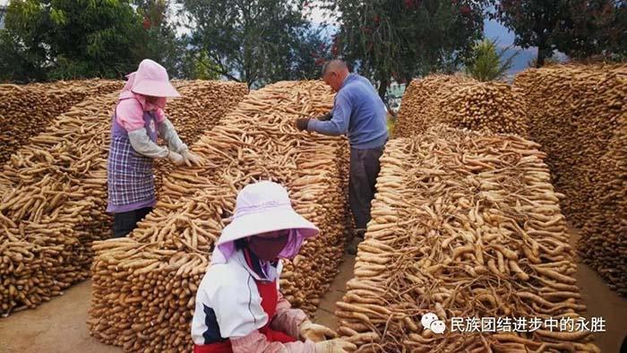 永胜松坪：民族家园谱新篇