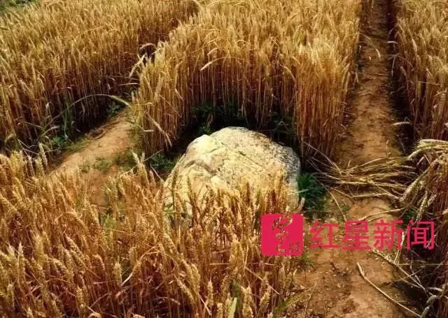 ▲庄稼地中的静山 &nbsp;受访者供图