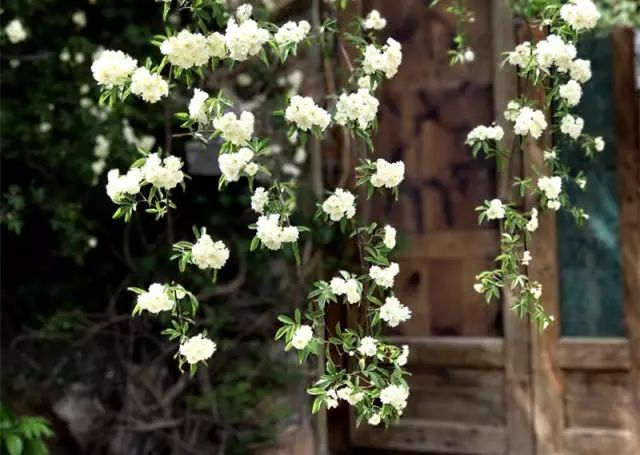 青石灰瓦,山石陶器,是紫海蓝山独有的特色,百草万花终有消逝的时节,而