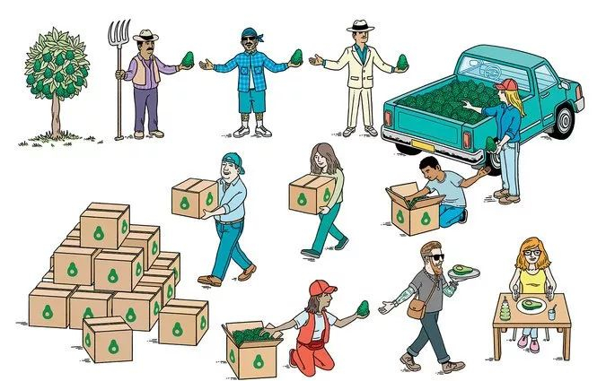 ▲牛油果在全球范围内的流行带来大量利润。（美国《纽约时报》）