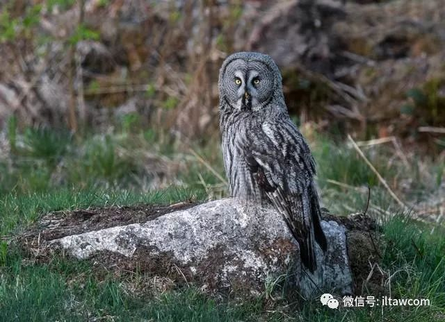 乌林鸮,猛禽中的第一大“圆脸”