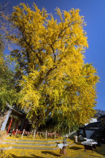 百年银杏树下翰墨飘香,平谷晚秋别有雅韵_新浪新闻