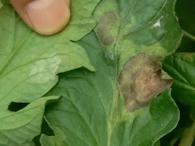 买农药打番茄疫病打了,没效果,可以找药店?