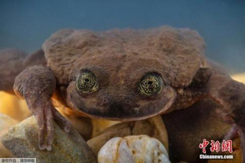 　　资料图：“罗密欧”作为当时最后一只被人发现的西温克斯水蛙，独自待了十年后，终于“脱单”有望。