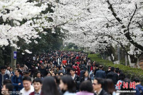 　　资料图：3月21日，武汉大学樱花季首日，提前网上预约赏樱的八方游客如约而至。吴薇 摄 图片来源：视觉中国