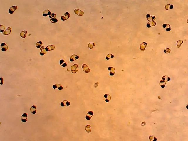 ▲实验前未经过破壁的松花粉