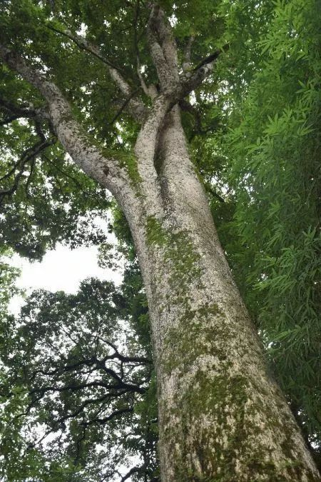 全国檫木“树王”在湘西!还有这些古树让你大开眼界……