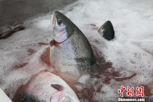 图为青海龙羊峡库区养殖场捕捞的虹鳟鱼。　张添福 摄