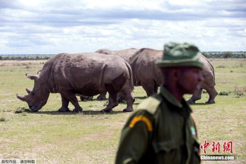 　　资料图：肯尼亚莱基皮亚国家公园内，最后的两只雌性白犀牛在户外觅食。公园守卫人员在其左右看护。
