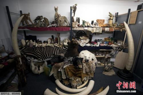 资料图：2017年底，英国希斯罗机场海查扣一批濒危动物标本，种类繁多触目惊心。