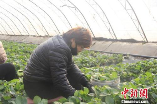 隆冬时节，山西省长治市长子县的蔬菜大棚内“春意盎然”、生机勃勃。　王维宁 摄