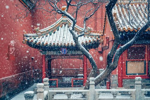 《一隅》。2019年2月，拍摄于故宫御花园。苏唐诗 摄