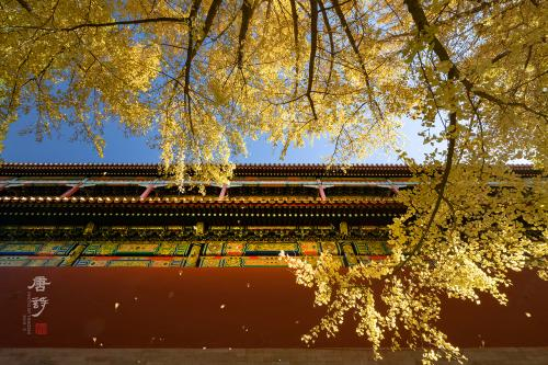  《金色繁华》。2018年10月，拍摄于故宫十八槐。苏唐诗 摄