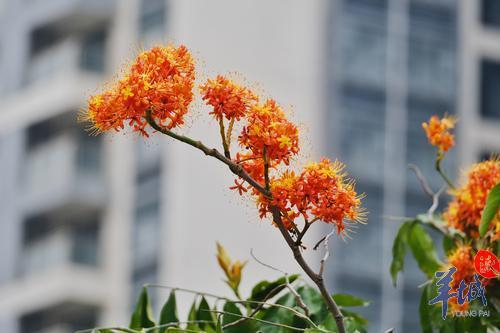 街拍 | 满树金黄似宝塔，满城尽是“无忧花”