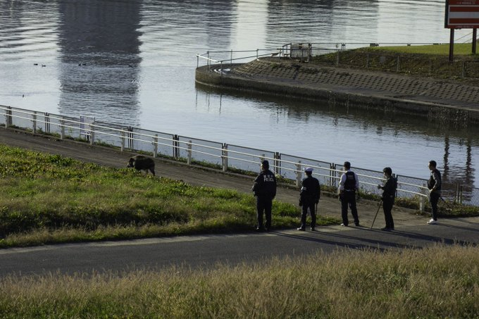 警方3日在荒川河畔发现野猪（朝日新闻）