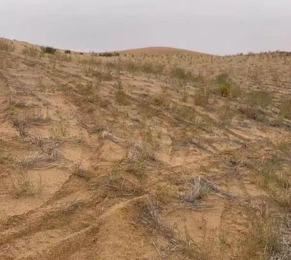 　　▲10月12日，记者在英雄会会场附近看到，不少种着草方格的沙丘上有车辆穿行，留下许多车痕和垃圾。新京报记者&nbsp;李明&nbsp;摄