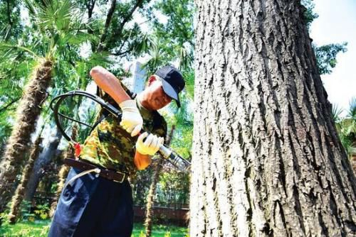 ▲园林工人在注射抑制剂