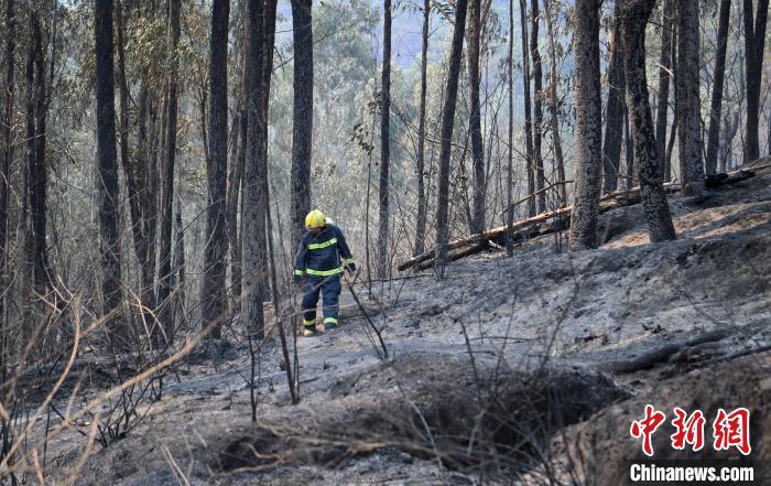 直击四川西昌森林火灾现场：林中灰烬没过脚背 风向突变致19人牺牲