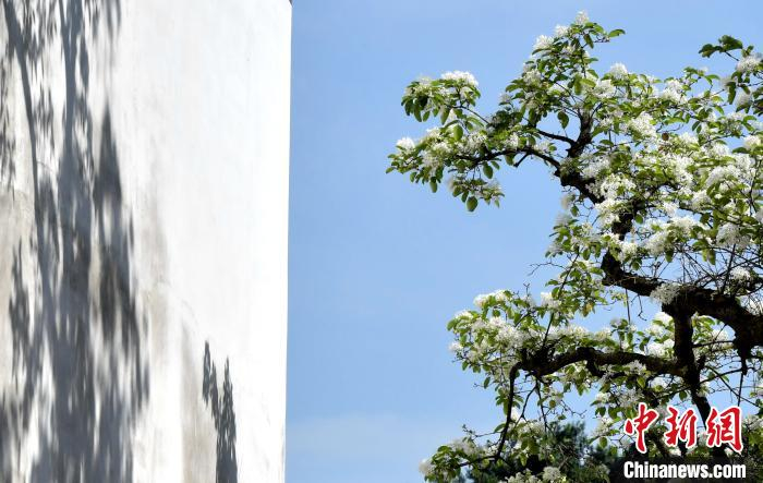 图为流苏树花满树冠扮靓福州三坊七巷。　张斌 摄