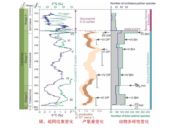 寒武纪早期的西伯利亚，碳、硫同位素变化和产氧量变化与动物多样性之间的关系。受访者供图