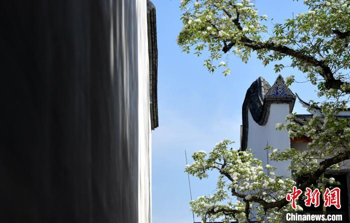 图为流苏树花满树冠扮靓福州三坊七巷。　张斌 摄