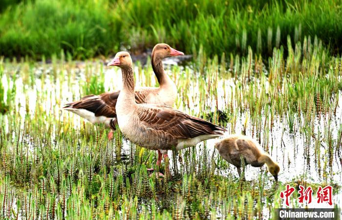 在花湖，灰燕在沼泽中觅食。　安源 摄