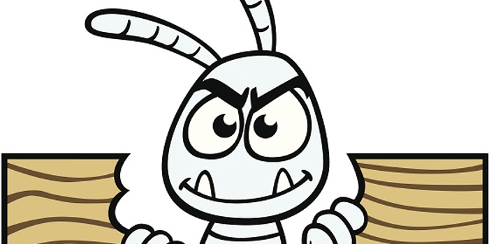 市民发现白蚁莫惊慌 可第一时间拨打物业服务热线