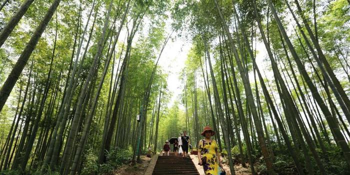 向阳花木易为春--绿色发展之木的故事