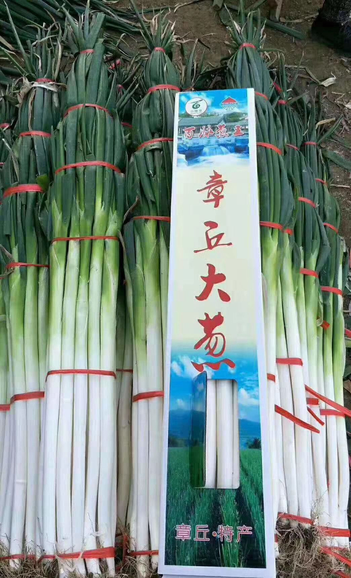  章丘大葱。受访者供图