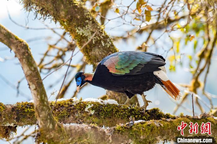 图为白尾梢虹雉。　王斌 摄